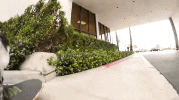 Dogs Skateboarding GIF by jOnNy'S wOrLd