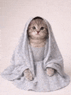 Cat Kitten GIF
