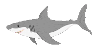 shark Sticker