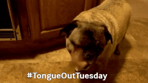 Tongueouttuesday GIF by MOODMAN