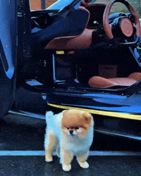 Cute Dog Pomeranian GIF