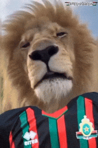 Lion Asfar GIF by Supporter Sasfar