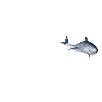Ocean Shark Sticker by Diamond Films Latam