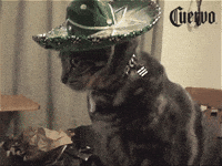 tequila GIF