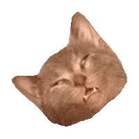 cute kitten STICKER by imoji