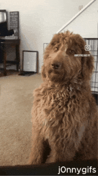 Dog Meme GIF