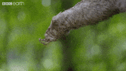 This Way Hello GIF by BBC Earth