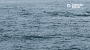 on my way ocean GIF by Monterey Bay Aquarium