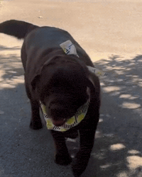 Lab Fatdog GIF by Respective