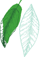Green Tea Sticker by The Good Hause