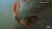 Sea Creature News GIF by Mic