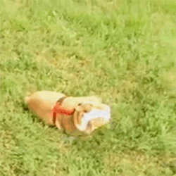 dog rolling GIF by HuffPost