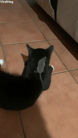 Kitten And Mouse Catch Each Other