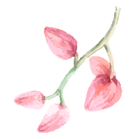 Coquelicot Sticker by Tana Rendon