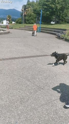 Fetching Doggo Takes Flight GIF by ViralHog