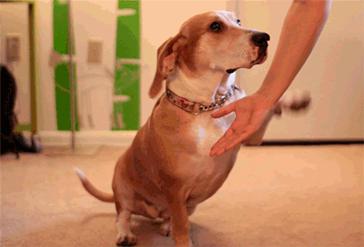 barkpost GIF
