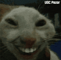 Cat Laugh GIF by UGCPazar