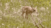 natgeochannel nat geo yellowstone yellowstone live herds on the hoof GIF
