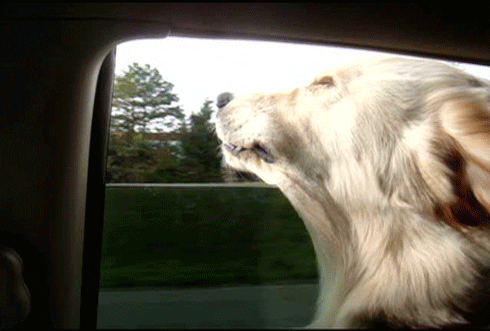 Dogs Lol GIF by America's Funniest Home Videos