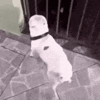 Twitter GIF