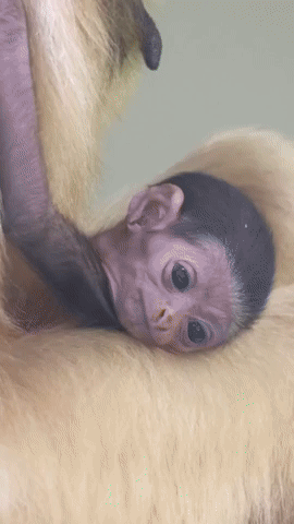 Baby Gibbon Born at Philadelphia Zoo