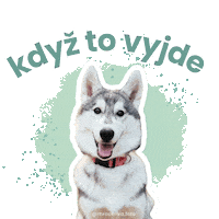 Siberianhusky Czgif Sticker by mrackova.foto