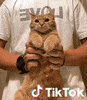 Dance Cat GIF by TikTok France
