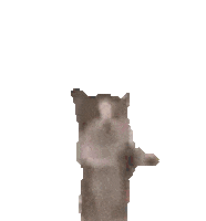 Cat Happy Pjmedia Sticker