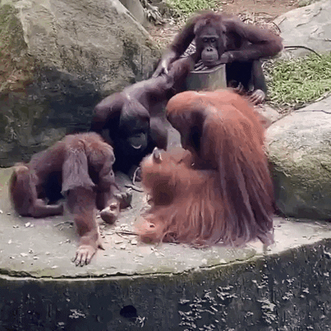 bdv68559 giphyupload GIF