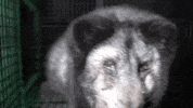 oikeuttaelaimille fox finland fur suomi GIF