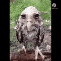 Flyngz  GIF