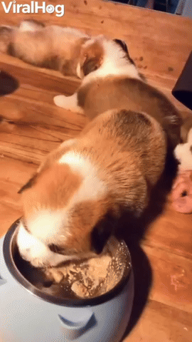 Weaning Meal for Cute Corgi