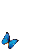 Butterfly Sticker