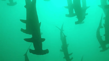 Sydney Diver Enjoys 'Special Day' With Hammerheads