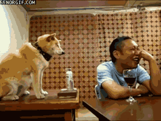 man dogs GIF by Cheezburger