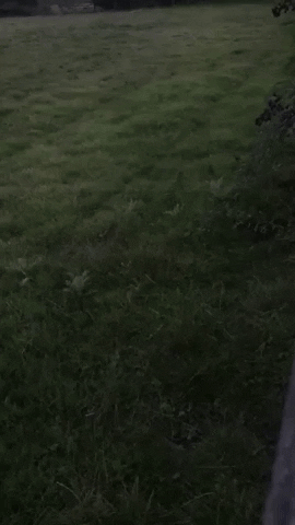 westkentbadgergroup giphyupload GIF