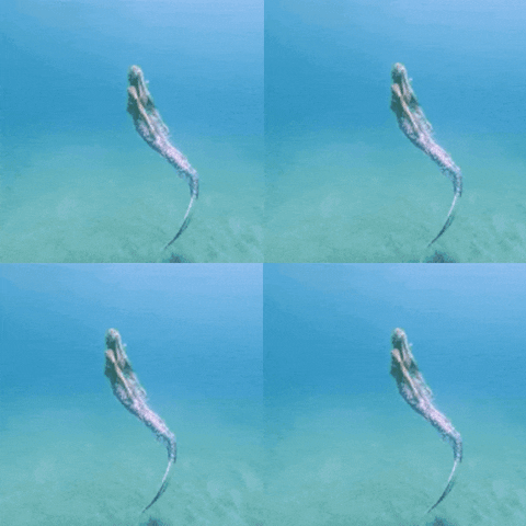 CarmeHome instagram follow mermaid home decor GIF