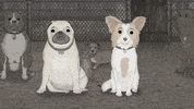 season 1 cats GIF by Animals