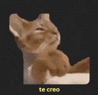 weighesppy  GIF