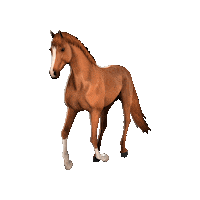 Horse Etg Sticker
