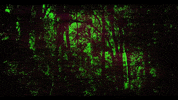 Forest Hd GIF