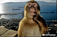 Monkey Think GIF