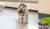 puppies GIF by Laurentian University