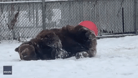 Roly-Poly Bear Attempts 'Snow Angels' at New York Wildlife Sanctuary