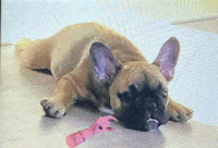 Agnes Agi GIF