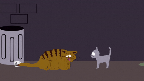 cats alley GIF by South Park 