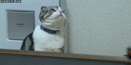 cat train GIF by Cheezburger