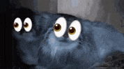 DailyMantle3 cat eyes wildcat pallas GIF