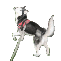 Dog Woof Sticker