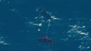 Season 8 GIF by Sea of Thieves